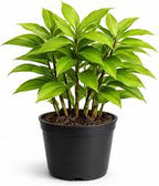 Insulin Plant