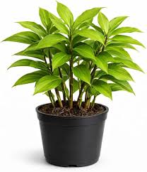Insulin Plant