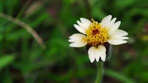 TRIDAX PROCUMBEN