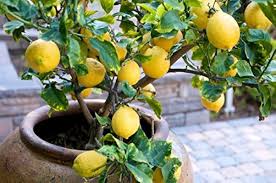 HYBRID LEMON
