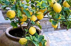 HYBRID LEMON