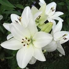 Bulb Lily
