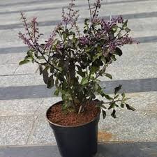 Kala Tulasi Plant