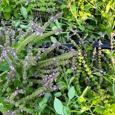 Karpura Tulasi Plant