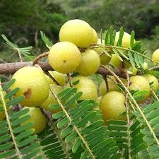 HYBRID AMLA PLANT