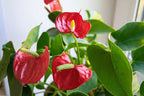Anthurium