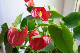 Anthurium