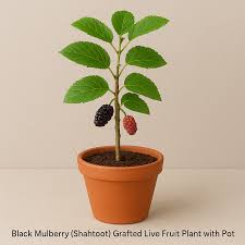 MULBERRY