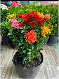 West Indian Jasmine