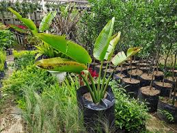 HYBRID BANANA
