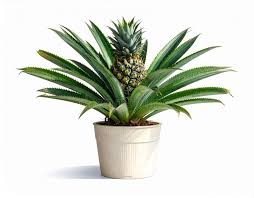 HYBRID PINEAPPLE