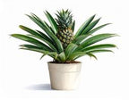 HYBRID PINEAPPLE