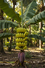 HYBRID BANANA