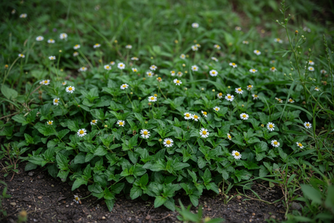 Bhrungaraj Plant