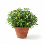 Bhrungaraj Plant