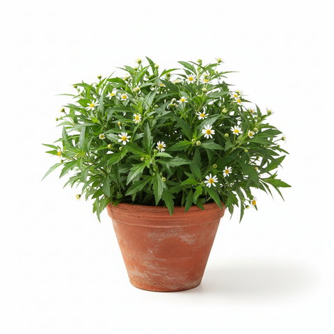Bhrungaraj Plant
