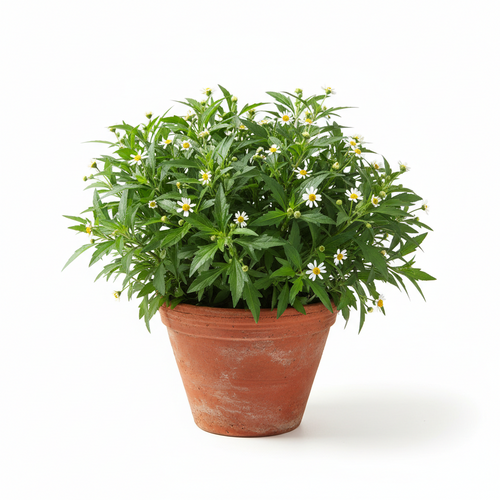 Bhrungaraj Plant