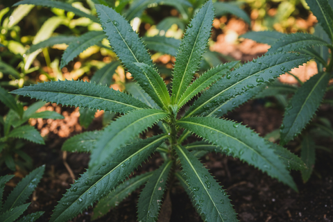Bana Dhania plant(Wild/Long Coriander)
