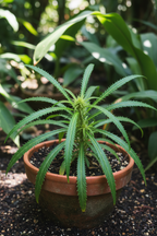 Bana Dhania plant(Wild/Long Coriander)