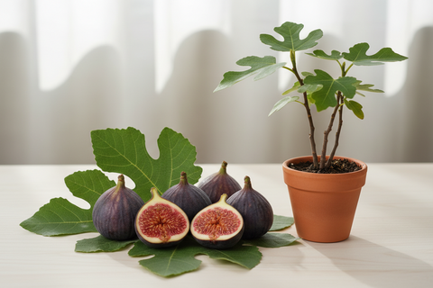 HYBRID FIG