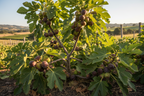 HYBRID FIG