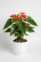 Anthurium