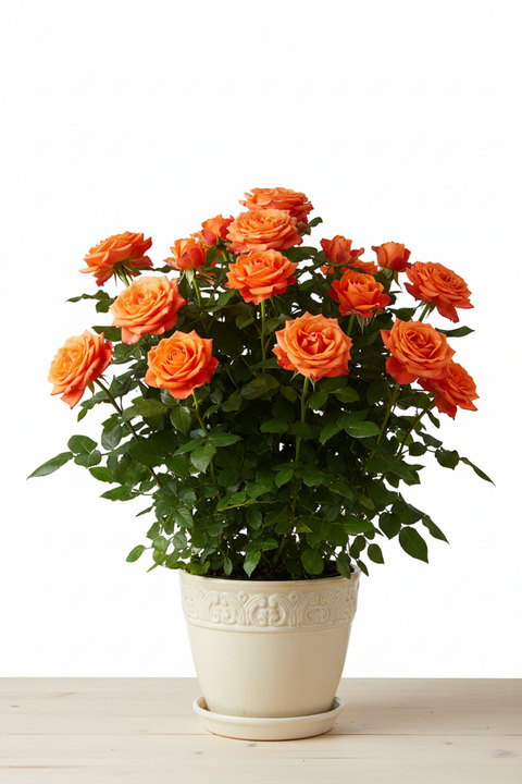 HYBRID ORANGE ROSE