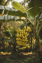 HYBRID BANANA