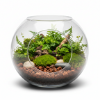 GLASS TERRARIUM (4INCH)