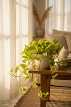 Golden Money Plant (Epipremnum aureum)