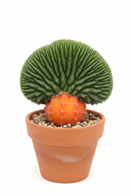 CRESTED (CRISTATA) CACTUS