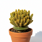 LADY FINGER CACTUS (MAMMILLARIA ELONGATA)