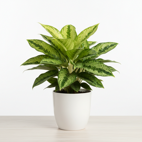 Chinese Evergreen