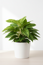 Chinese Evergreen