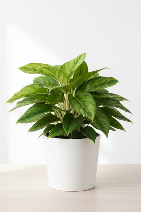 Chinese Evergreen