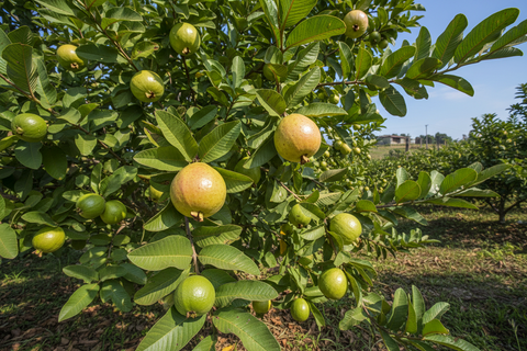 HYBRID PINK GUAVA