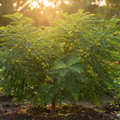 HYBRID AMLA PLANT