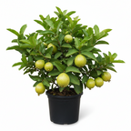 HYBRID PINK GUAVA
