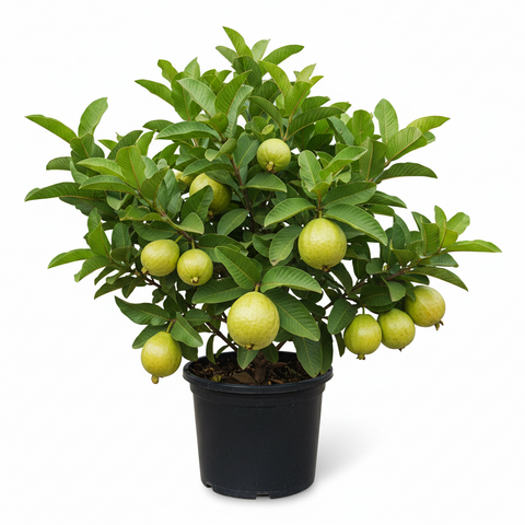 HYBRID PINK GUAVA