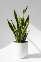 Iguana / Snake Plant