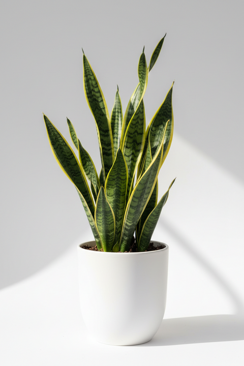 Iguana / Snake Plant