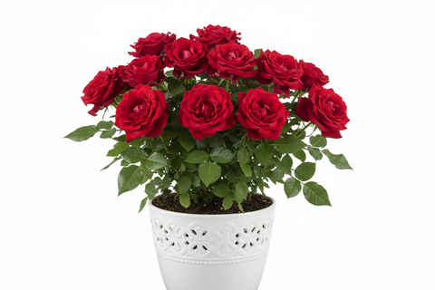 HYBRID IMPORTED ROSE