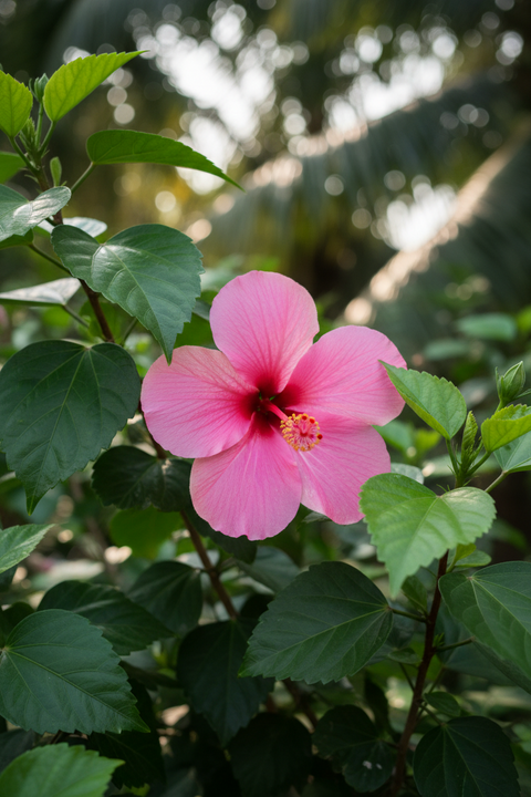INDIAN HIBISCUS PLANT