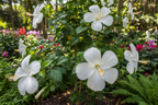INDIAN HIBISCUS PLANT