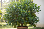 JACKFRUIT HYBRID