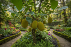 JACKFRUIT HYBRID