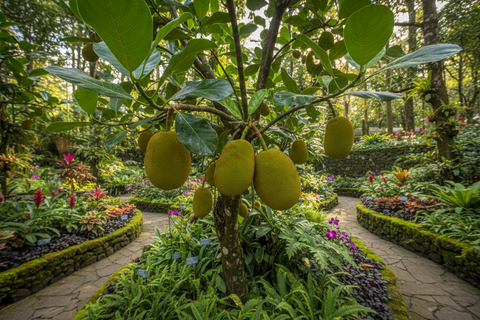 JACKFRUIT HYBRID