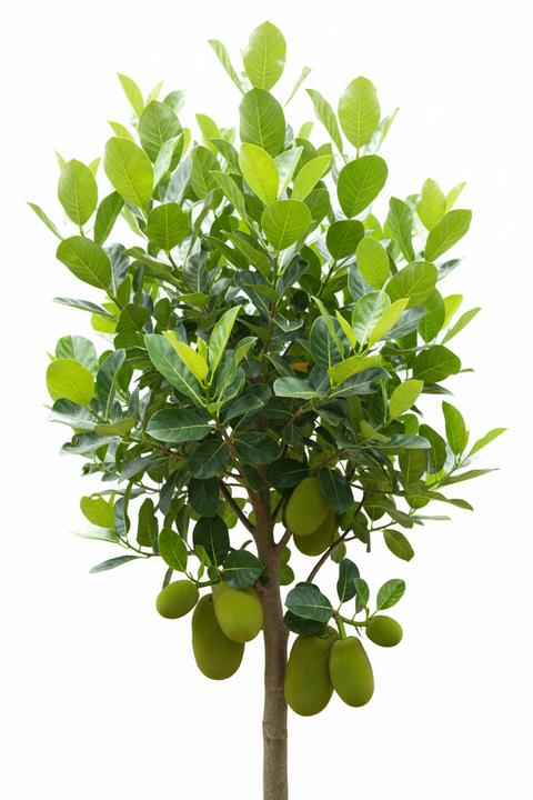 JACKFRUIT HYBRID