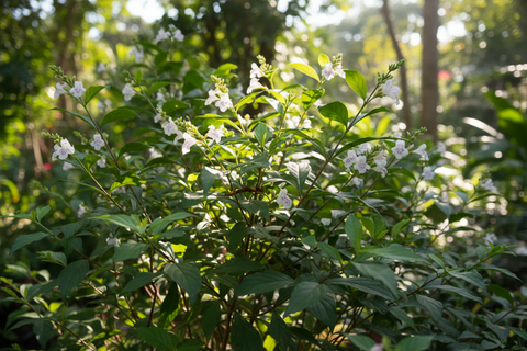 Baigaba Plant