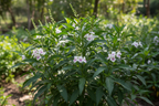 Baigaba Plant